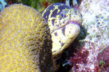 Spotted EEL. Cliff Reef, Bonaire. Olympus C-4000 wih Ikel... by Kevin Robert Panizza 